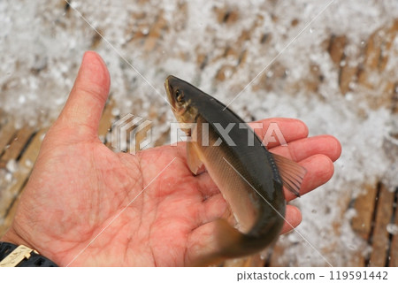 Wild sweetfish caught in a trap 119591442