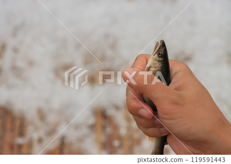 Wild sweetfish caught in a trap Wild sweetfish caught in a trap 119591443