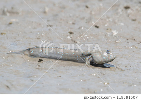 Mutsugorou resting on tidal flats Mutsugorou resting on tidal flats 119591507