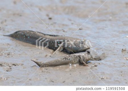 Mudskipper and mudskipper resting on tidal flats 119591508