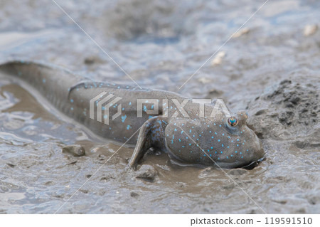 Mudskipper eating diatoms in the mud 119591510