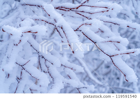 [Frost material] Frost on the Norikura Plateau [Nagano Prefecture] 119591540