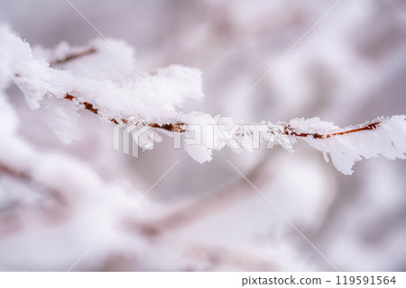 [Frost material] Frost on the Norikura Plateau [Nagano Prefecture] 119591564