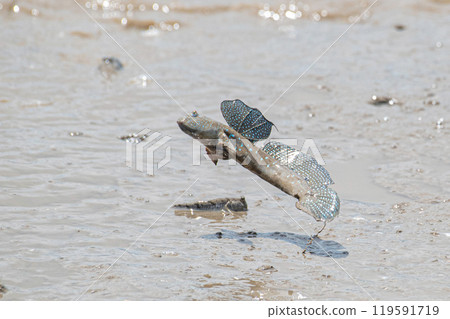 Mutsugoro making a courtship jump Mutsugoro making a courtship jump 119591719