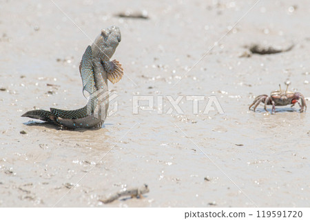 Mutsugoro making a courtship jump Mutsugoro making a courtship jump 119591720