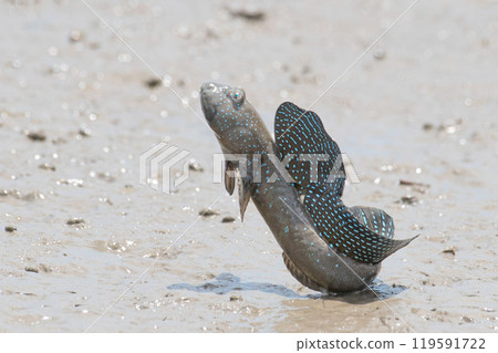 Mutsugoro making a courtship jump 119591722