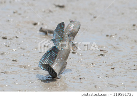 Mutsugoro making a courtship jump Mutsugoro making a courtship jump 119591723