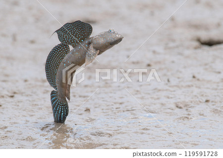 睦五郎求愛跳躍 睦五郎求愛跳躍 119591728