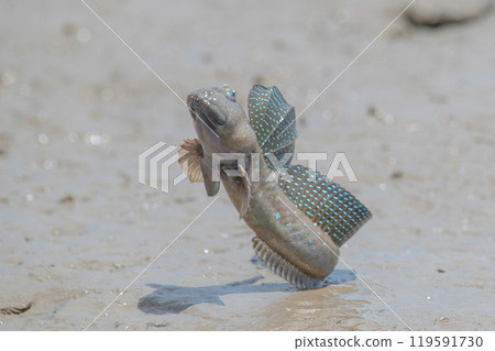 Mutsugoro making a courtship jump Mutsugoro making a courtship jump 119591730