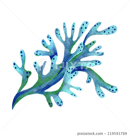 Watercolor illustration of seaweed plants in blue turquoise purple colors, ocean sea underwater wildlife animals. Nautical summer beach design, coral reef life nature, algae pink spirulina, marine Watercolor illustration of seaweed plants in blue turquoise purple colors, ocean sea underwater wildlife animals. Nautical summer beach design, coral reef life nature, algae pink spirulina, marine 119591789