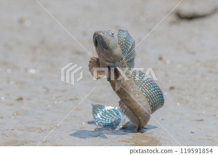 睦五郎求愛跳躍 睦五郎求愛跳躍 119591854