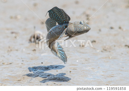 Mutsugoro making a courtship jump Mutsugoro making a courtship jump 119591858