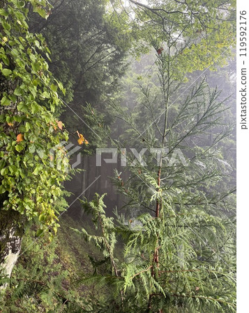 Feel the greatness of nature through the trees at Mitsumine Shrine 119592176
