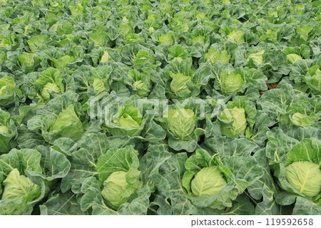 Cabbage Field Miura Peninsula Cabbage Field Spring Cabbage Cabbage Field Miura Peninsula Cabbage Field Spring Cabbage 119592658