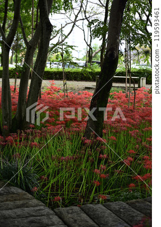 Motosu Peaceful Forest 119593461
