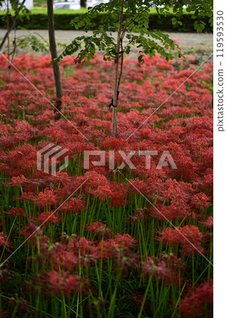 Motosu Peaceful Forest 119593530