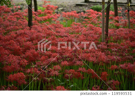 Motosu Peaceful Forest Motosu Peaceful Forest 119593531