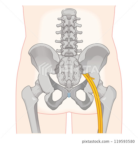 Sciatic nerve, illustration, illustration 119593580