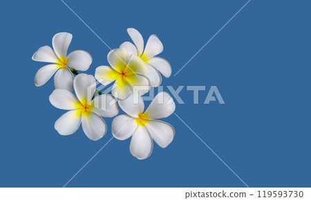Isolated white plumeria flower with clipping paths. Isolated white plumeria flower with clipping paths. 119593730