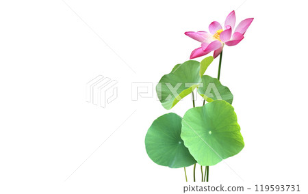 Waterlily leaf or lotus leaf isolated on white background with clipping paths. Waterlily leaf or lotus leaf isolated on white background with clipping paths. 119593731