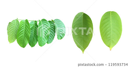 Green leaves of Queen Crepe Myrtle isolated on white background, clipping paths. Green leaves of Queen Crepe Myrtle isolated on white background, clipping paths. 119593734