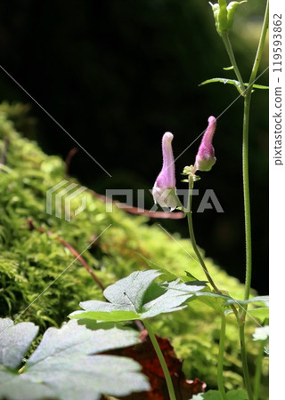 Reijinsou seen from the Tengu Forest hiking trail (Tengu Plateau) Reijinsou seen from the Tengu Forest hiking trail (Tengu Plateau) 119593862