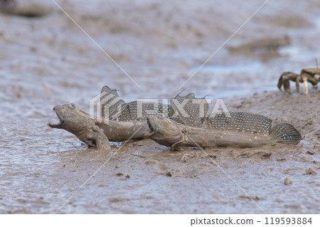 嚇人的睦五郎 119593884