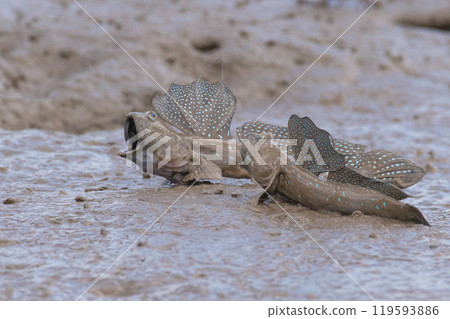 嚇人的睦五郎 119593886