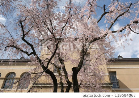 Former Kyoto Prefectural Office Building and Weeping Cherry Blossoms 119594065