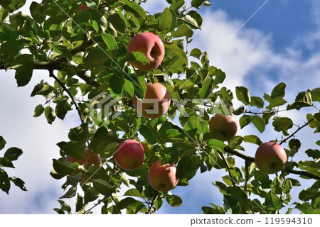 Tokusa Apple Farm, the largest in western Japan Tokusa Apple Farm, the largest in western Japan 119594310