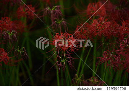 本棲和平森林 119594706