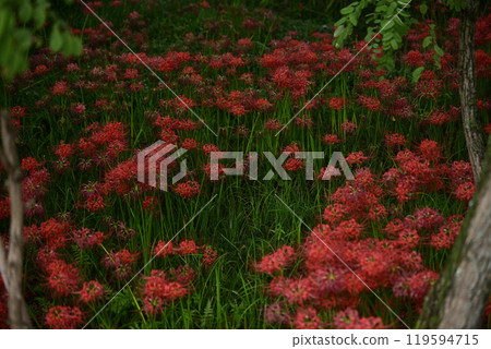 本棲和平森林 119594715