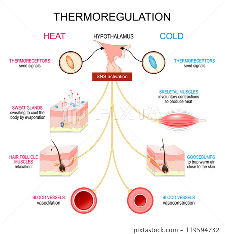 Thermoregulation. Homeostasis. Body temperature regulation 119594732