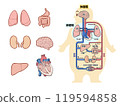 Illustration of internal organs and systemic and pulmonary circulation / heart / lungs / body parts 119594858