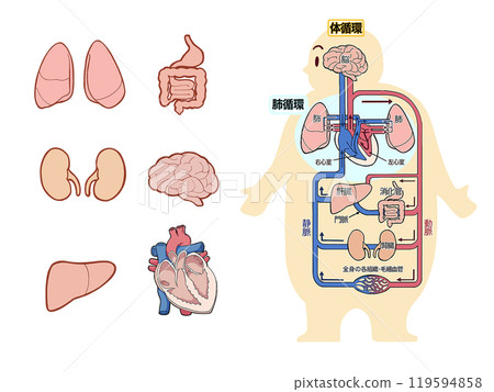 Illustration of internal organs and systemic and pulmonary circulation / heart / lungs / body parts 119594858