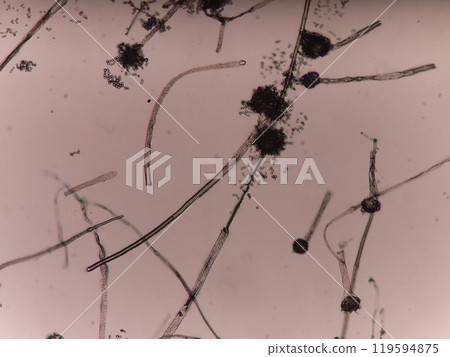 Conidia of black koji mold Conidia of black koji mold 119594875