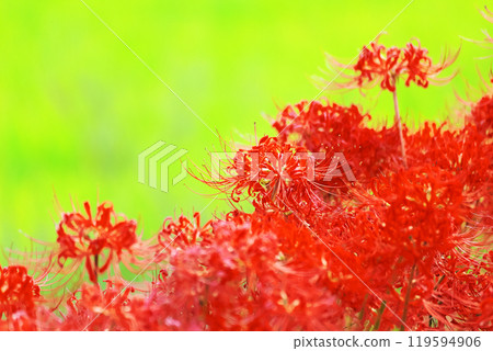 群集孤挺花 群集孤挺花 119594906