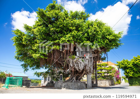 Gajumaru 和 Basket Ring Three Gajumaru 119594971