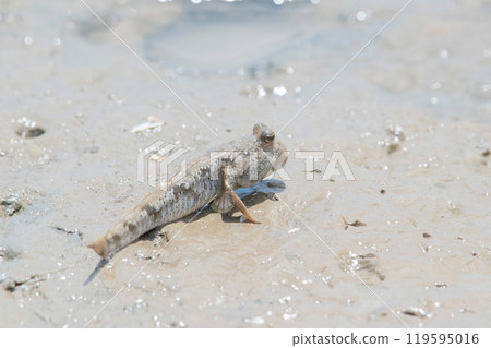 彈塗魚在灘塗上休息 119595016
