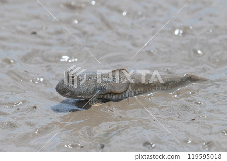 Mudskippers resting on the tidal flats Mudskippers resting on the tidal flats 119595018
