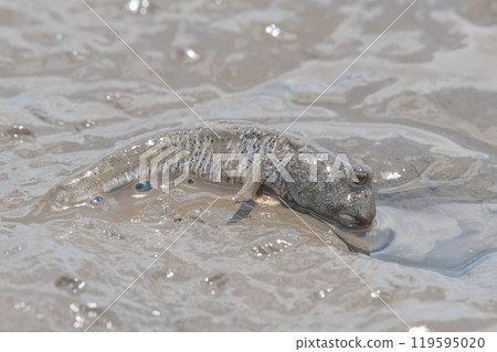 Mudskippers resting on the tidal flats Mudskippers resting on the tidal flats 119595020