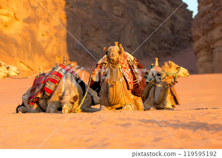 Three camels dromedary in the desert 119595192