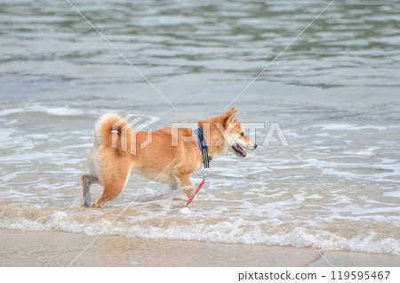 海洋和柴犬 119595467