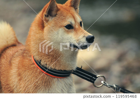 Shiba Inu 119595468