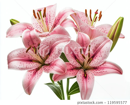 Beautiful pink lilies arranged elegantly with vibrant petals and green leaves in soft lighting 119595577