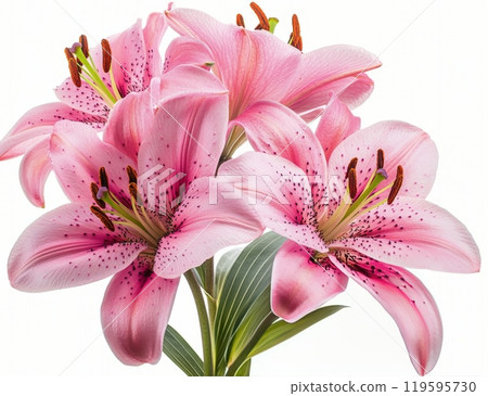 Beautiful pink lilies arranged elegantly with vibrant petals and green leaves in soft lighting Beautiful pink lilies arranged elegantly with vibrant petals and green leaves in soft lighting 119595730