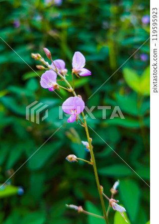 Aretinus spp. 開紫色小花 Aretinus spp. 開紫色小花 119595923