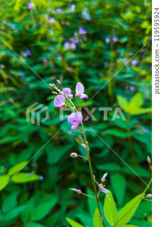 Aretinus spp. 開紫色小花 119595924