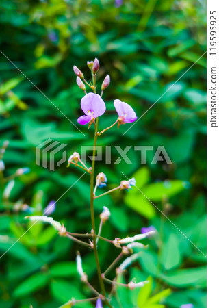 Aretinus spp. 開紫色小花 119595925