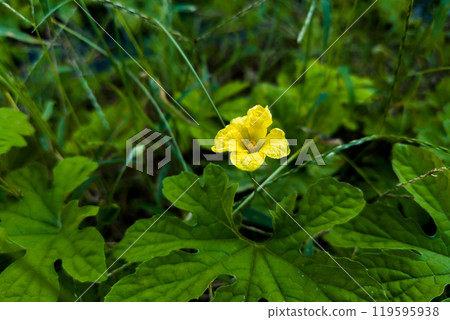 Yellow bitter melon flower 119595938